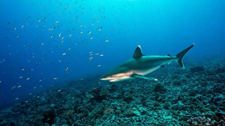 requin-pointe-blanche-avatoru-sylvain-girardot