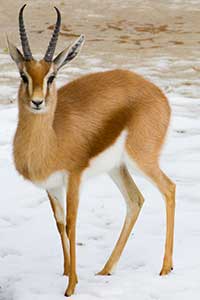 200-heure-du-conte-gazelle-dor